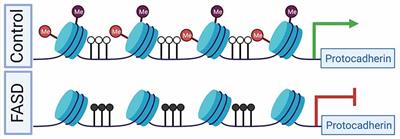 Epigenetic Impacts of Early Life Stress in Fetal Alcohol Spectrum Disorders Shape the Neurodevelopmental Continuum